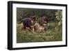 Puppies-Michael Jackson-Framed Giclee Print