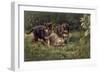 Puppies-Michael Jackson-Framed Giclee Print