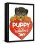 Puppy-6-Abraal-Framed Stretched Canvas