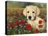 Puppy And Poppies-Bill Makinson-Stretched Canvas