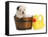 Puppy Bath Time - English Bulldog Puppy In Wooden Wash Basin With Soap Suds And Rubber Duck-Willee Cole-Framed Stretched Canvas