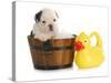 Puppy Bath Time - English Bulldog Puppy In Wooden Wash Basin With Soap Suds And Rubber Duck-Willee Cole-Stretched Canvas