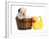 Puppy Bath Time - English Bulldog Puppy In Wooden Wash Basin With Soap Suds And Rubber Duck-Willee Cole-Framed Photographic Print