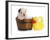 Puppy Bath Time - English Bulldog Puppy In Wooden Wash Basin With Soap Suds And Rubber Duck-Willee Cole-Framed Photographic Print