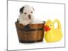 Puppy Bath Time - English Bulldog Puppy In Wooden Wash Basin With Soap Suds And Rubber Duck-Willee Cole-Mounted Photographic Print