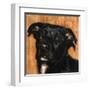 Puppy Dog Eyes I-Walt Johnson-Framed Art Print