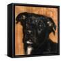 Puppy Dog Eyes I-Walt Johnson-Framed Stretched Canvas