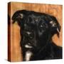 Puppy Dog Eyes I-Walt Johnson-Stretched Canvas
