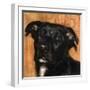 Puppy Dog Eyes I-Walt Johnson-Framed Art Print