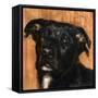 Puppy Dog Eyes I-Walt Johnson-Framed Stretched Canvas