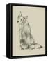 Puppy Dog Eyes VI-Ethan Harper-Framed Stretched Canvas