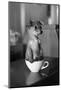 Puppy Dog in a Cup of Coffee-stokkete-Mounted Photographic Print