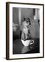Puppy Dog in a Cup of Coffee-stokkete-Framed Photographic Print