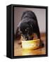 Puppy Eating from Bowl-Jim Craigmyle-Framed Stretched Canvas