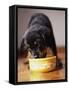 Puppy Eating from Bowl-Jim Craigmyle-Framed Stretched Canvas