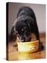 Puppy Eating from Bowl-Jim Craigmyle-Stretched Canvas