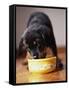 Puppy Eating from Bowl-Jim Craigmyle-Framed Stretched Canvas