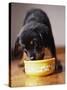 Puppy Eating from Bowl-Jim Craigmyle-Stretched Canvas