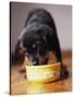 Puppy Eating from Bowl-Jim Craigmyle-Stretched Canvas