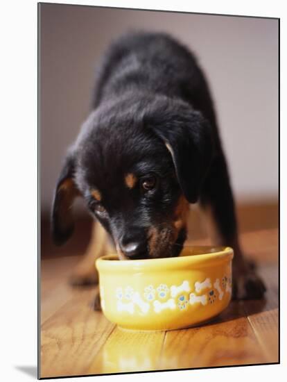 Puppy Eating from Bowl-Jim Craigmyle-Mounted Photographic Print