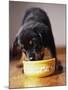 Puppy Eating from Bowl-Jim Craigmyle-Mounted Photographic Print