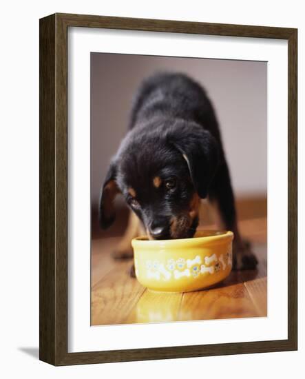 Puppy Eating from Bowl-Jim Craigmyle-Framed Photographic Print