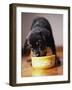 Puppy Eating from Bowl-Jim Craigmyle-Framed Photographic Print