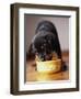 Puppy Eating from Bowl-Jim Craigmyle-Framed Photographic Print