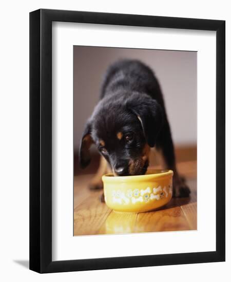 Puppy Eating from Bowl-Jim Craigmyle-Framed Photographic Print