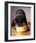 Puppy Eating from Bowl-Jim Craigmyle-Framed Photographic Print