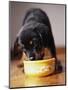 Puppy Eating from Bowl-Jim Craigmyle-Mounted Photographic Print