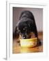 Puppy Eating from Bowl-Jim Craigmyle-Framed Photographic Print