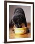 Puppy Eating from Bowl-Jim Craigmyle-Framed Photographic Print