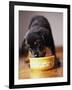 Puppy Eating from Bowl-Jim Craigmyle-Framed Photographic Print