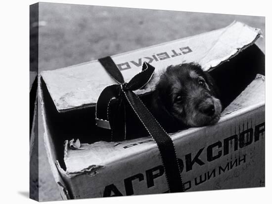 Puppy for Sale at a Flea Market, Moscow, Russia-Walter Bibikow-Stretched Canvas