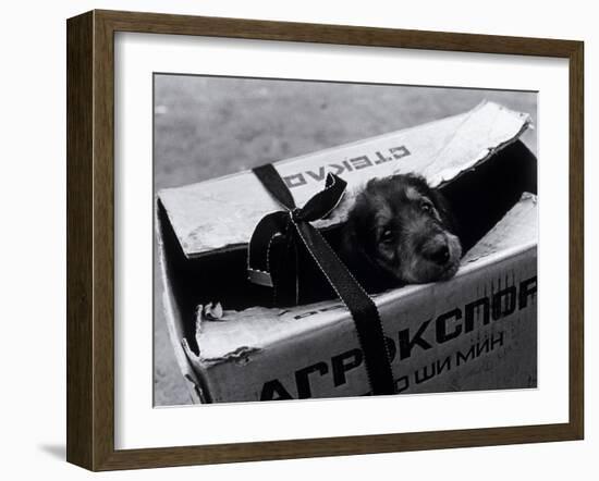 Puppy for Sale at a Flea Market, Moscow, Russia-Walter Bibikow-Framed Premium Photographic Print