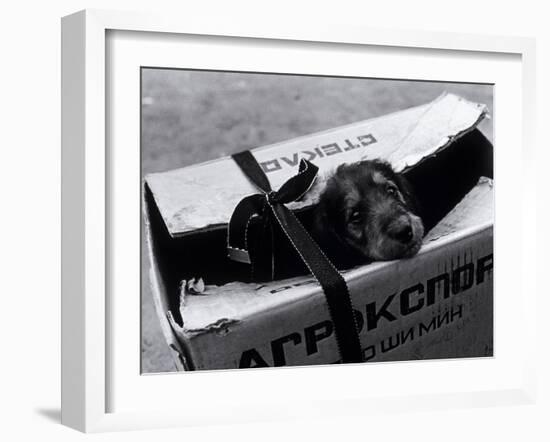 Puppy for Sale at a Flea Market, Moscow, Russia-Walter Bibikow-Framed Premium Photographic Print