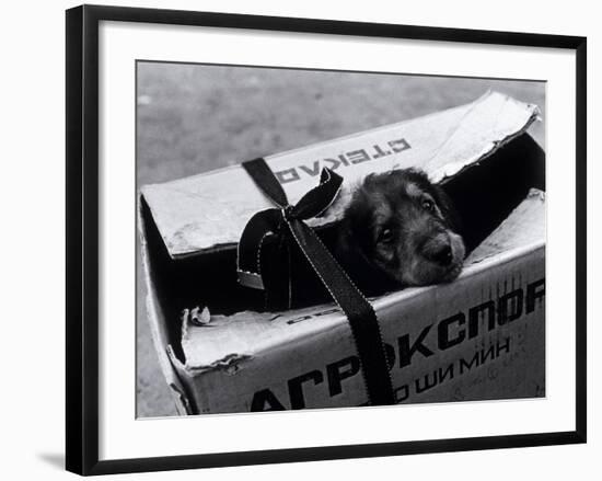 Puppy for Sale at a Flea Market, Moscow, Russia-Walter Bibikow-Framed Photographic Print