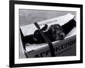 Puppy for Sale at a Flea Market, Moscow, Russia-Walter Bibikow-Framed Photographic Print
