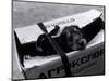 Puppy for Sale at a Flea Market, Moscow, Russia-Walter Bibikow-Mounted Photographic Print