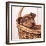 Puppy in a Basket-Edward M. Fielding-Framed Photographic Print