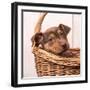 Puppy in a Basket-Edward M. Fielding-Framed Photographic Print