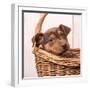 Puppy in a Basket-Edward M. Fielding-Framed Photographic Print