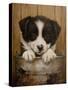 Puppy in a Bucket-John Silver-Stretched Canvas