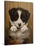 Puppy in a Bucket-John Silver-Stretched Canvas