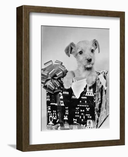 Puppy in a Christmas Box-Bettmann-Framed Photographic Print