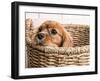 Puppy in a Laundry Basket-Edward M. Fielding-Framed Photographic Print