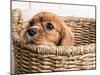 Puppy in a Laundry Basket-Edward M. Fielding-Mounted Photographic Print