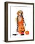 Puppy Labrado Retriever-cynoclub-Framed Photographic Print