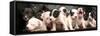 Puppy Love-null-Framed Stretched Canvas